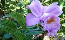 Orchidee (Sobralia) am Mombacho Vulkan, Nicaragua