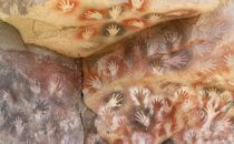 Rock paintings of the Cueva de la Manos on the Ruta 40 in Patagonia, Argentina © Bertram Roth