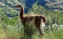 Guanaco in the Patagonia National Park, Chile