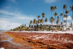 Sargassum in Playa del Carmen